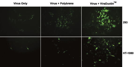 Lentivirus Transduction